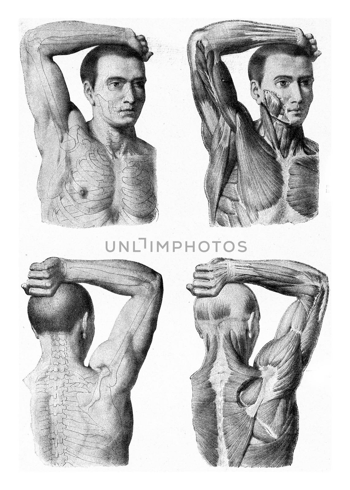 The muscles of the arm of the man hand being lifted, vintage eng by Morphart