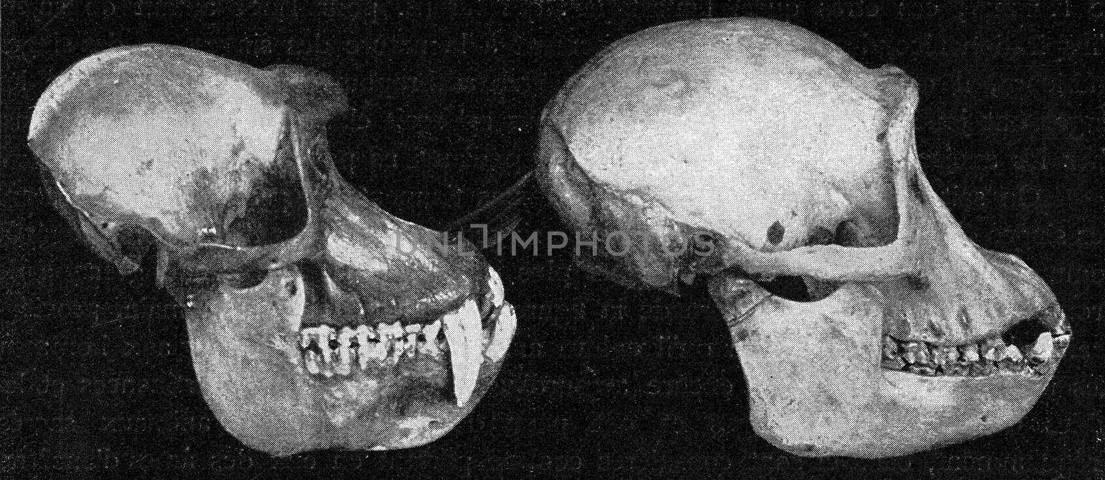 Skulls of papion and a chimpanzee, vintage engraved illustration. From the Universe and Humanity, 1910.
