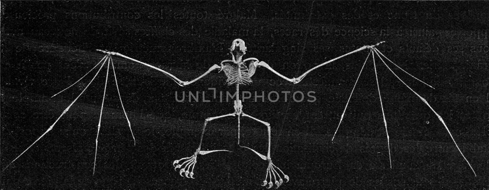 Skeleton of a bat, vintage engraving. by Morphart