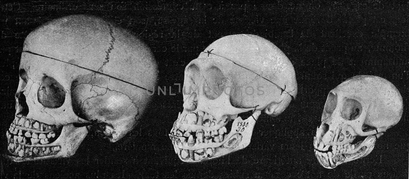 Skull of the man, the chimpanze and the Inuus, with the jaws cut to show the alternation of the teeth, vintage engraved illustration. From the Universe and Humanity, 1910.
