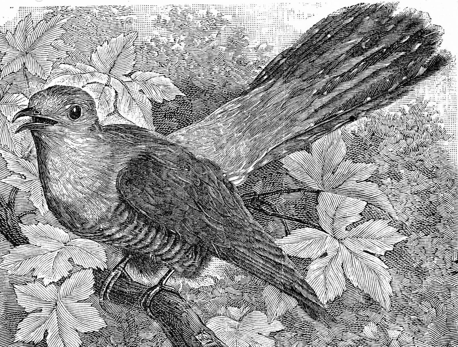 The Cuckoo, Cuculus canorus, vintage engraved illustration. From Deutch Vogel Teaching in Zoology.
