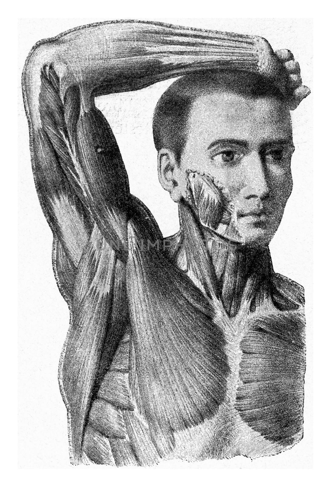 The muscles of the arm of the man hand being lifted, vintage eng by Morphart