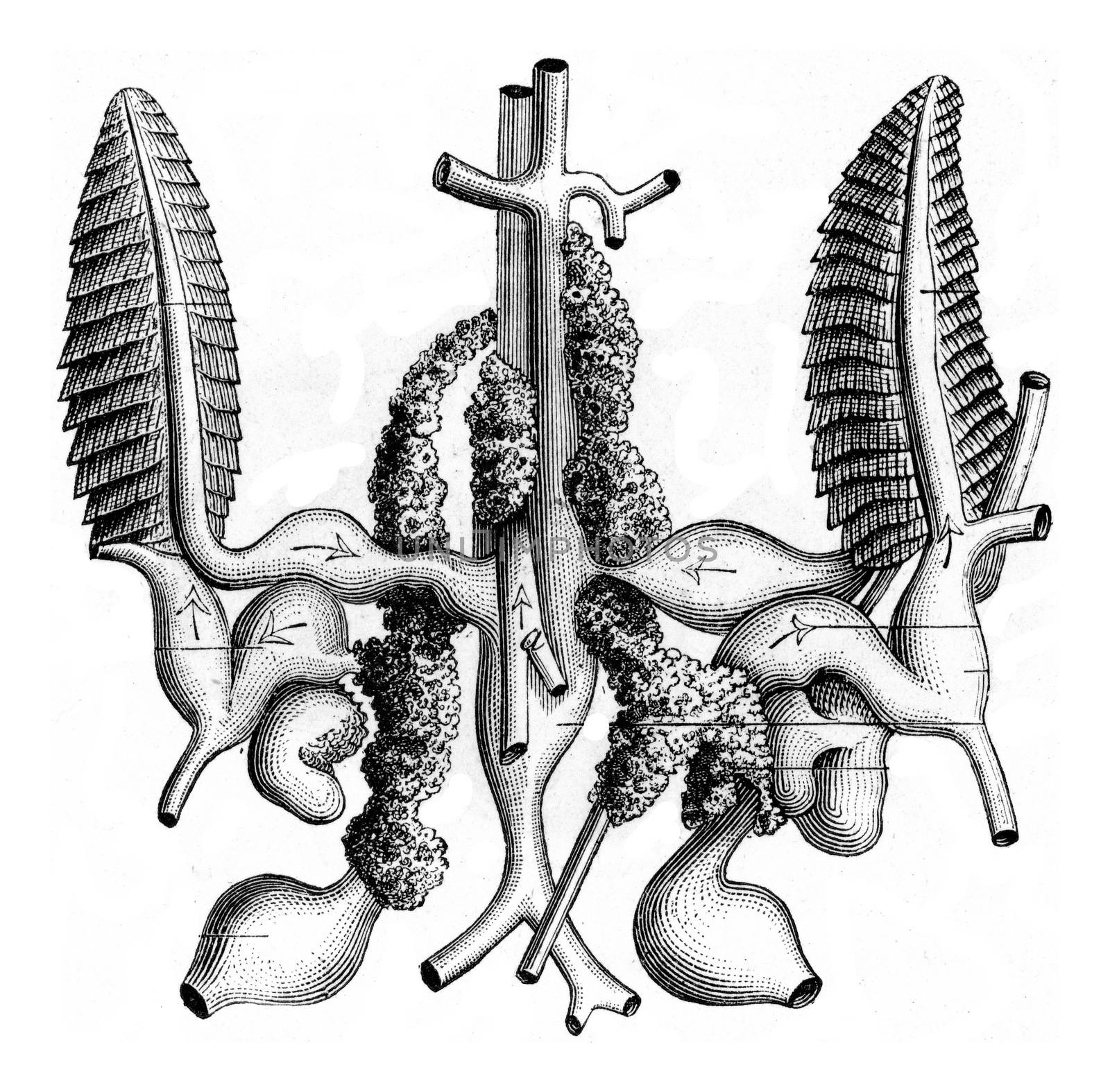 Gills and Circulatory System of Seiche, vintage engraved illustration. Zoology Elements from Paul Gervais.
