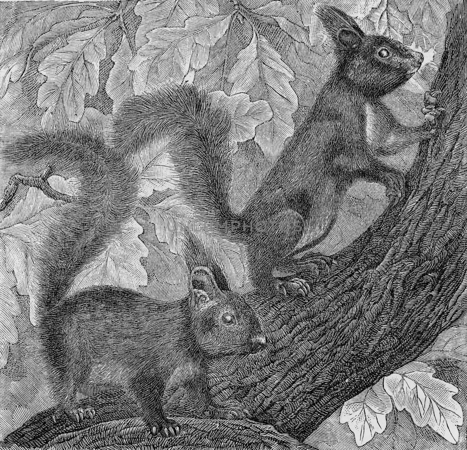 The Squirrel, Sciurus vulgaris, vintage engraved illustration. From Deutch Vogel Teaching in Zoology.
