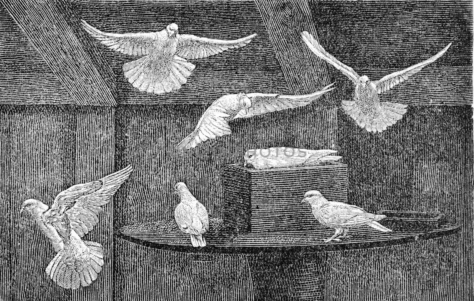 Domestic pigeons, vintage engraved illustration. From Deutch Vogel Teaching in Zoology.
