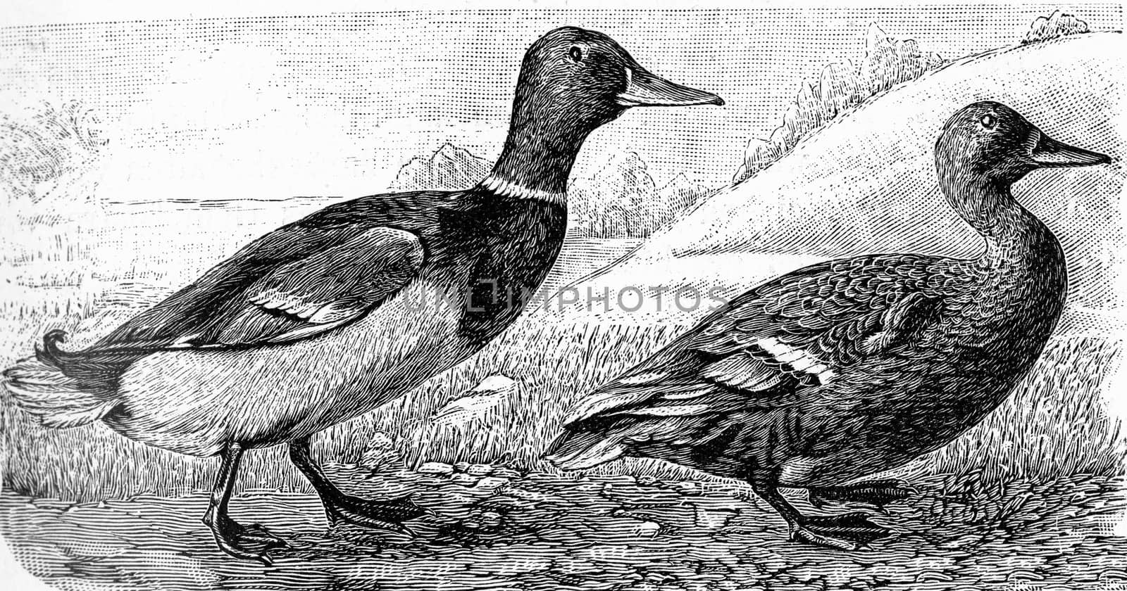 The wild duck, vintage engraved illustration. From Deutch Vogel Teaching in Zoology.

