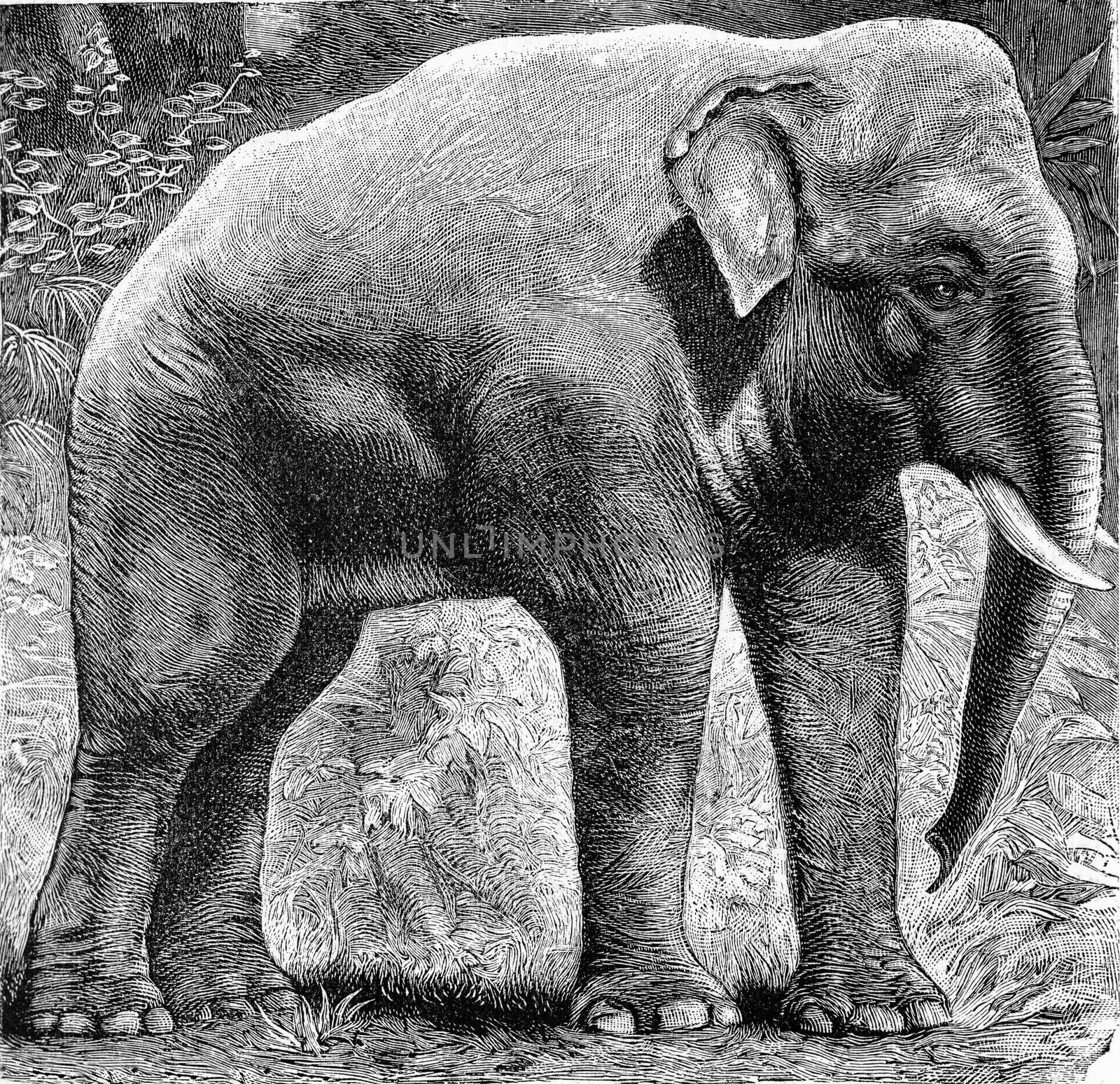 The Indian elephant, Elephas indicus, vintage engraved illustration. From Deutch Vogel Teaching in Zoology.
