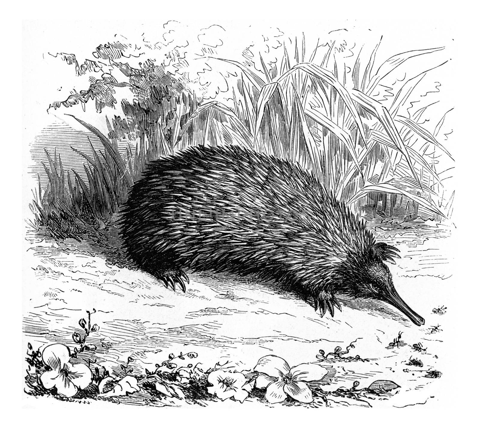 Echidna, vintage engraved illustration. From Zoology Elements from Paul Gervais.
