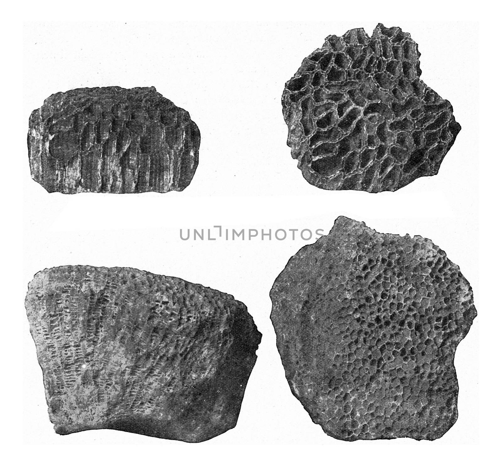 Tabular Corals of Silurian and Devonian, vintage engraved illustration. From the Universe and Humanity, 1910.
