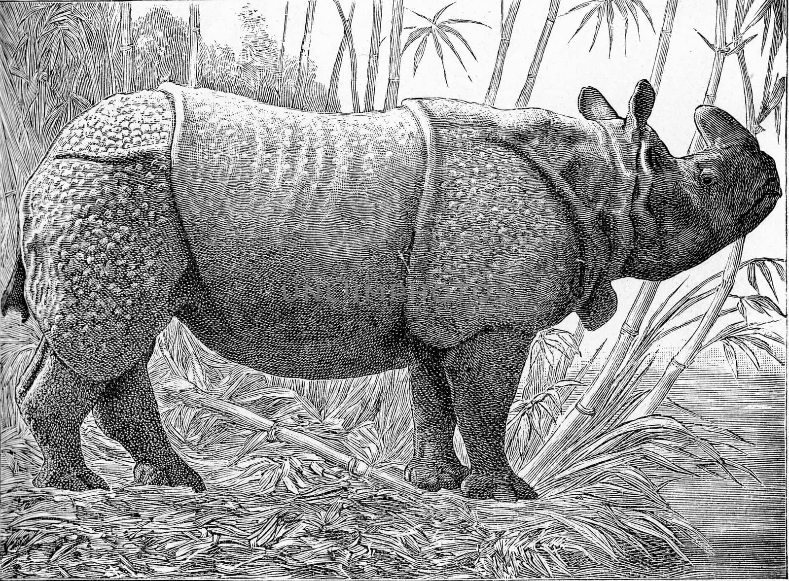 The one-horned rhino, vintage engraved illustration. From Deutch Vogel Teaching in Zoology.
