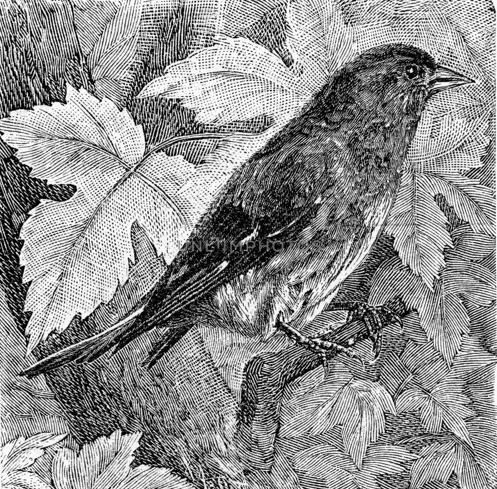 The siskin, vintage engraved illustration. From Deutch Vogel Teaching in Zoology.
