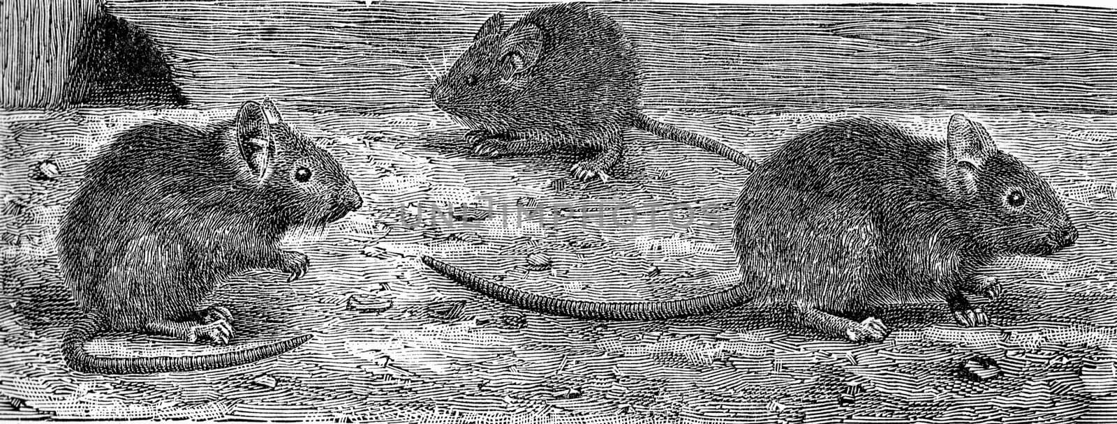 The house mouse, vintage engraved illustration. From Deutch Vogel Teaching in Zoology.
