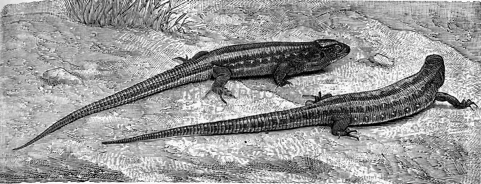 The common lizard, vintage engraved illustration. From Deutch Vogel Teaching in Zoology.
