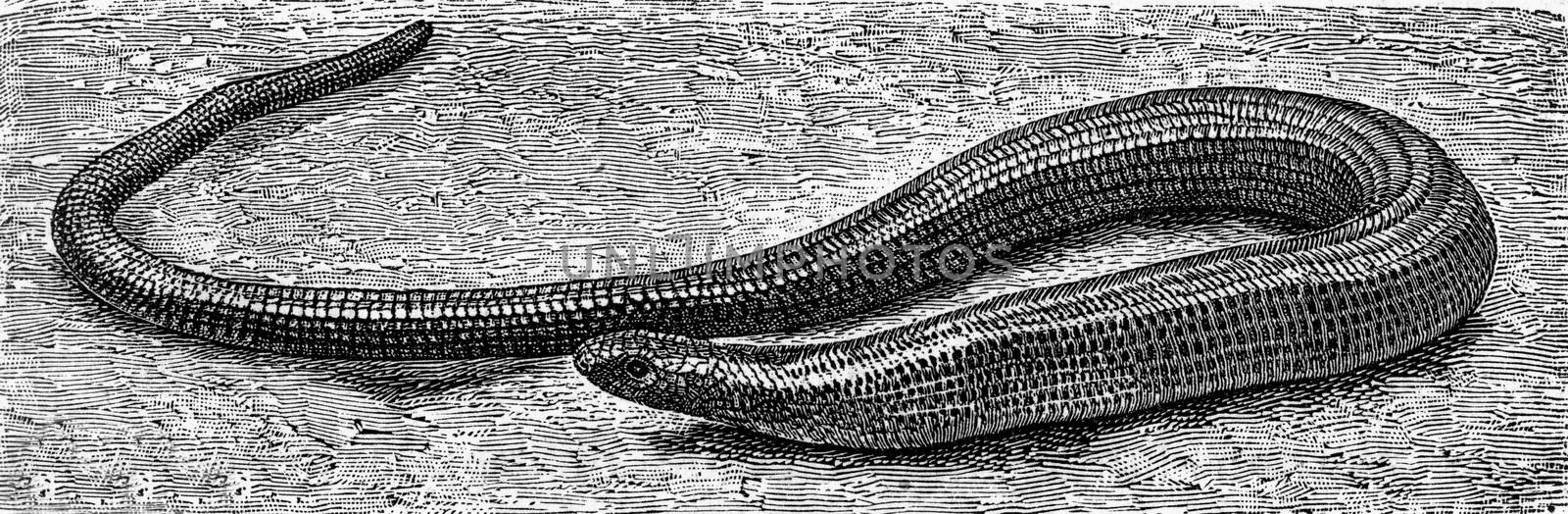 The slow worm, vintage engraved illustration. From Deutch Vogel Teaching in Zoology.
