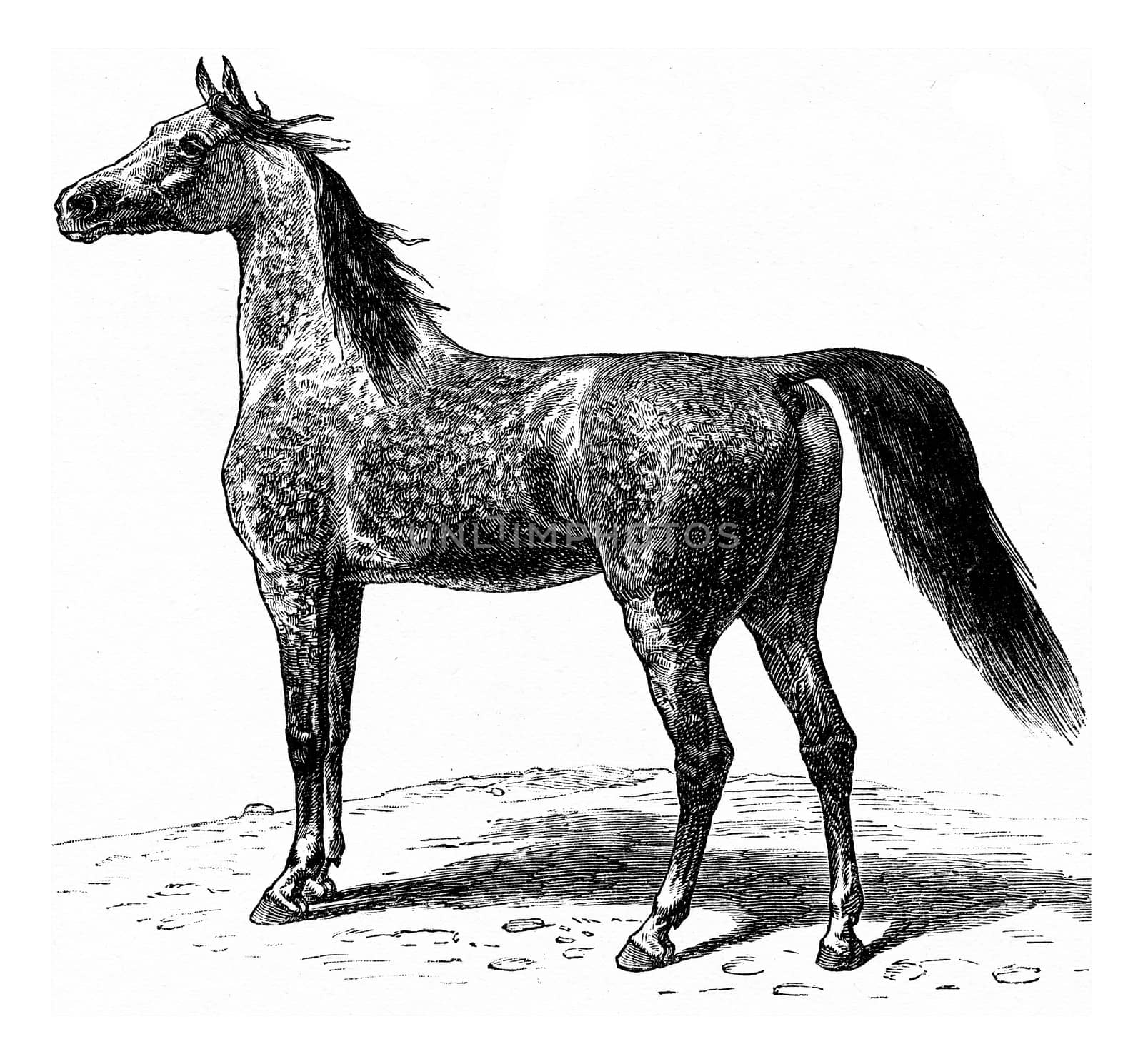 Horse, vintage engraved illustration. La Vie dans la nature, 1890.
