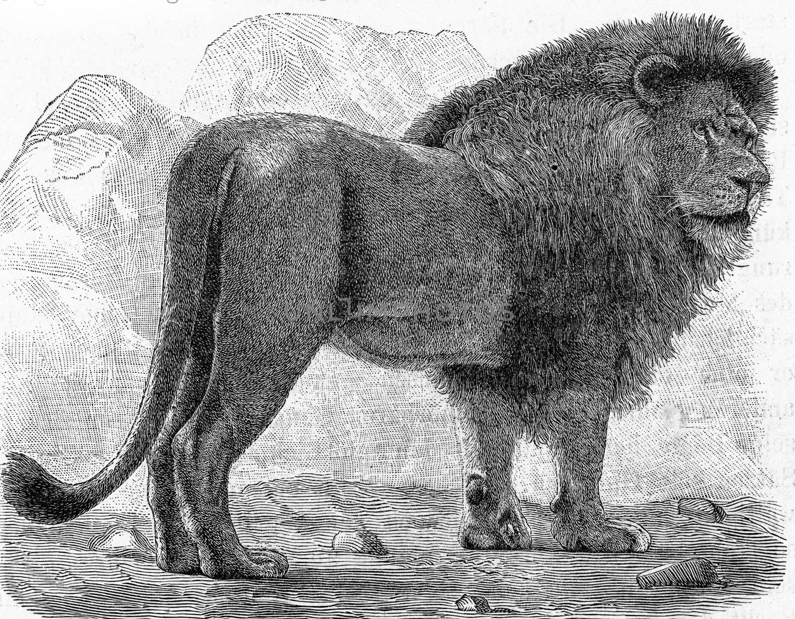 The lion, Felis leo, vintage engraved illustration. From Deutch Vogel Teaching in Zoology.
