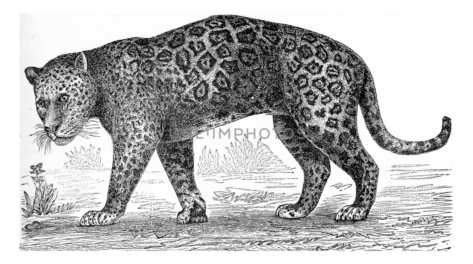 The jaguar, vintage engraved illustration. From Deutch Vogel Teaching in Zoology.
