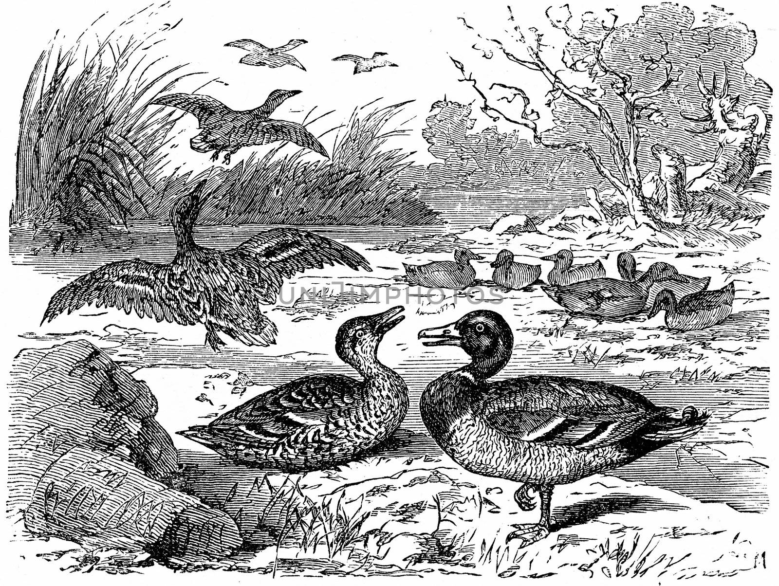 Wild ducks, vintage engraved illustration. From La Vie dans la nature, 1890.