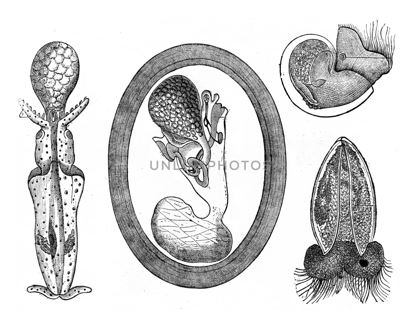 Development of Molluscs, vintage engraved illustration. From Zoology Elements from Paul Gervais
