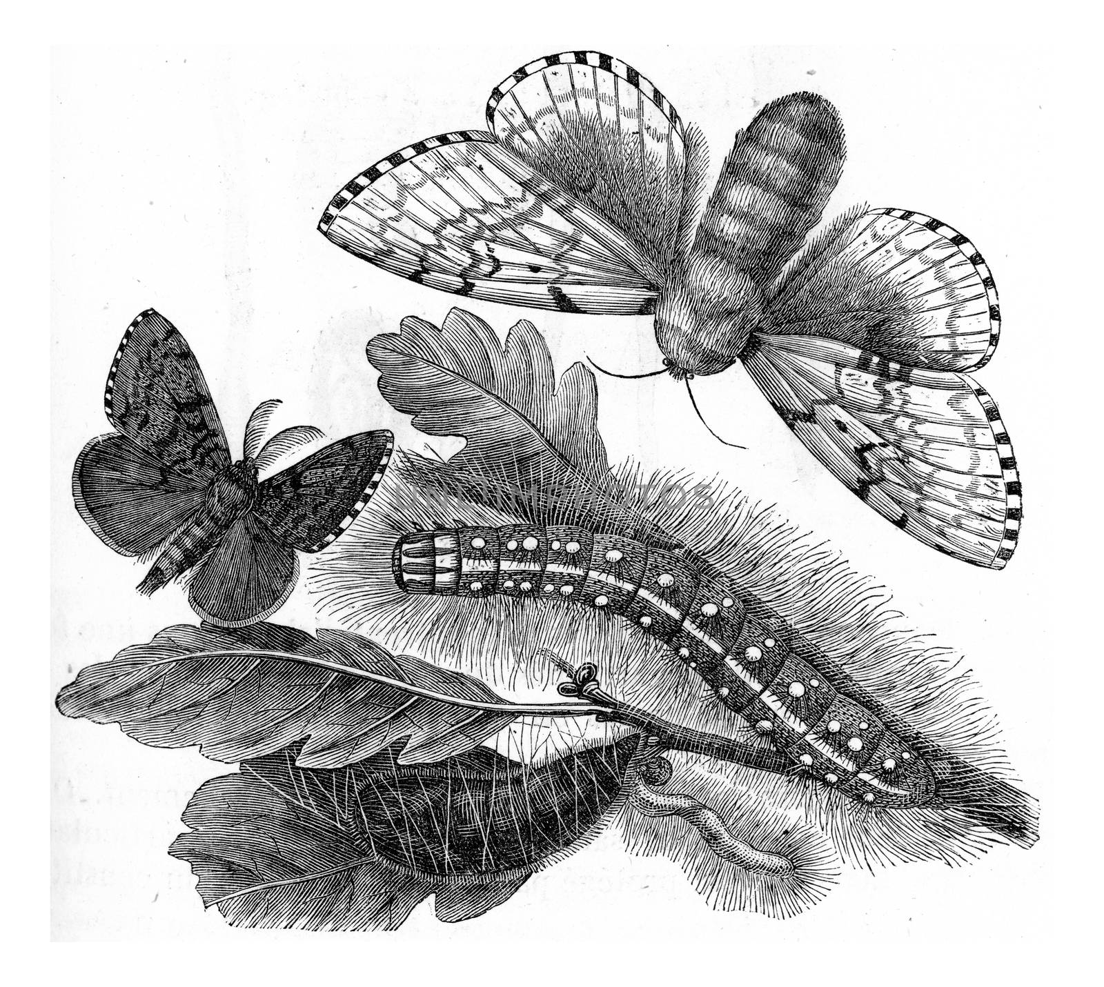 Bombyx dispar, vintage engraved illustration. From Zoology Elements from Paul Gervais
