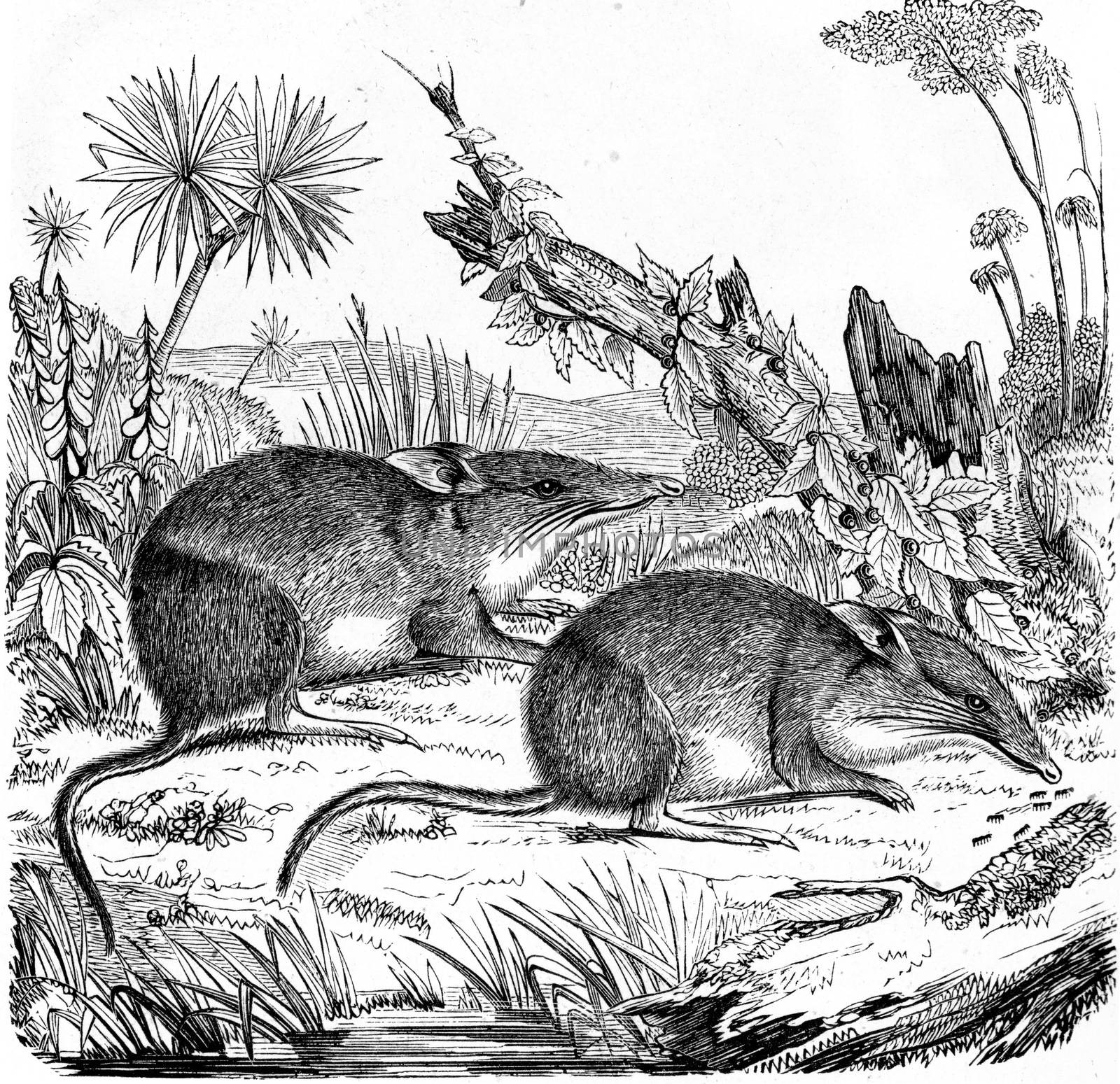 Greater bilby, vintage engraved illustration. From Zoology Elements from Paul Gervais.
