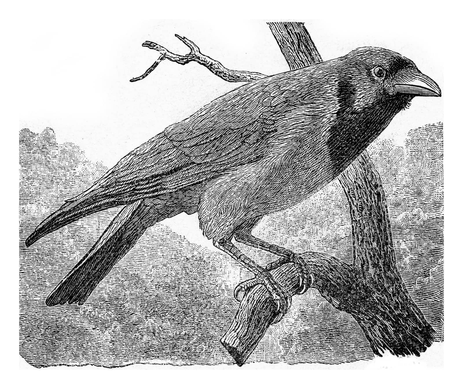 The common crow, vintage engraved illustration. From Deutch Vogel Teaching in Zoology.
