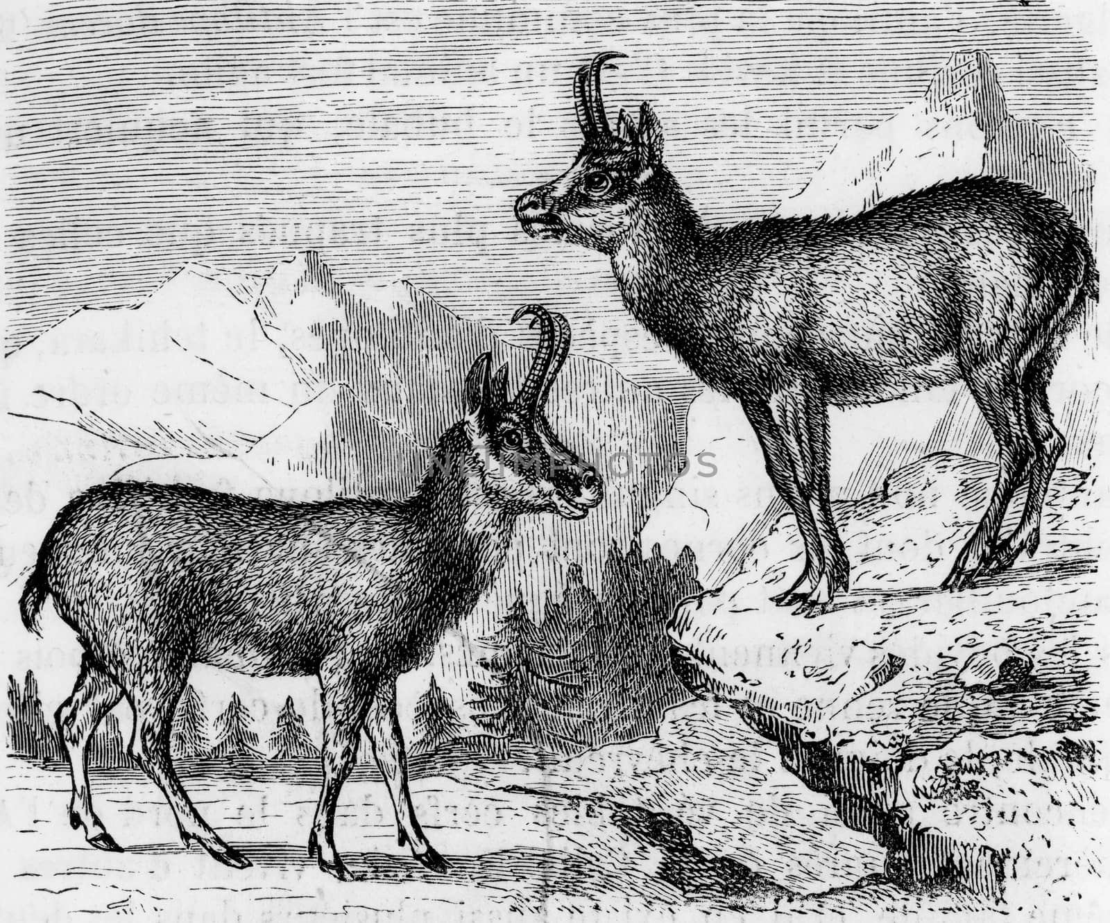 Chamois, vintage engraved illustration. From Zoology Elements from Paul Gervais.

