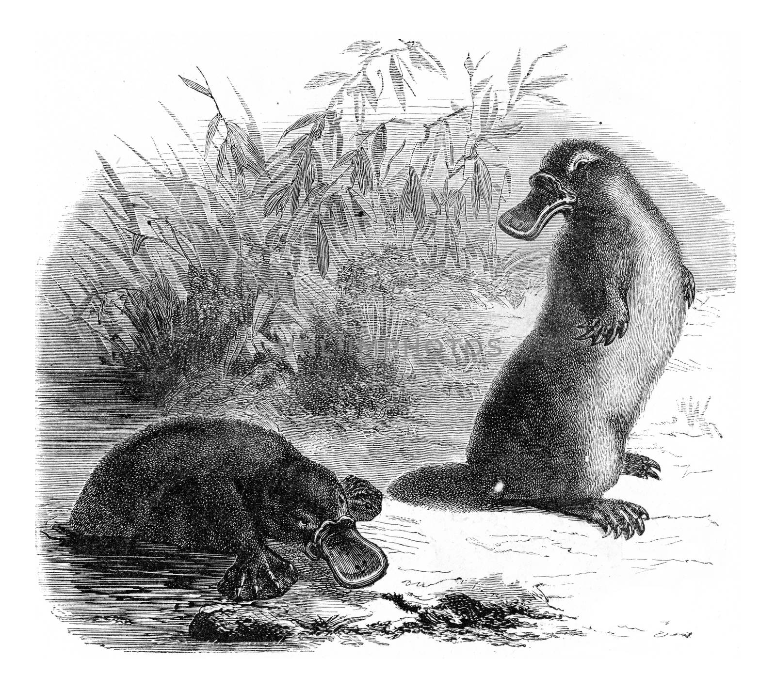 Platypus, vintage engraving. by Morphart