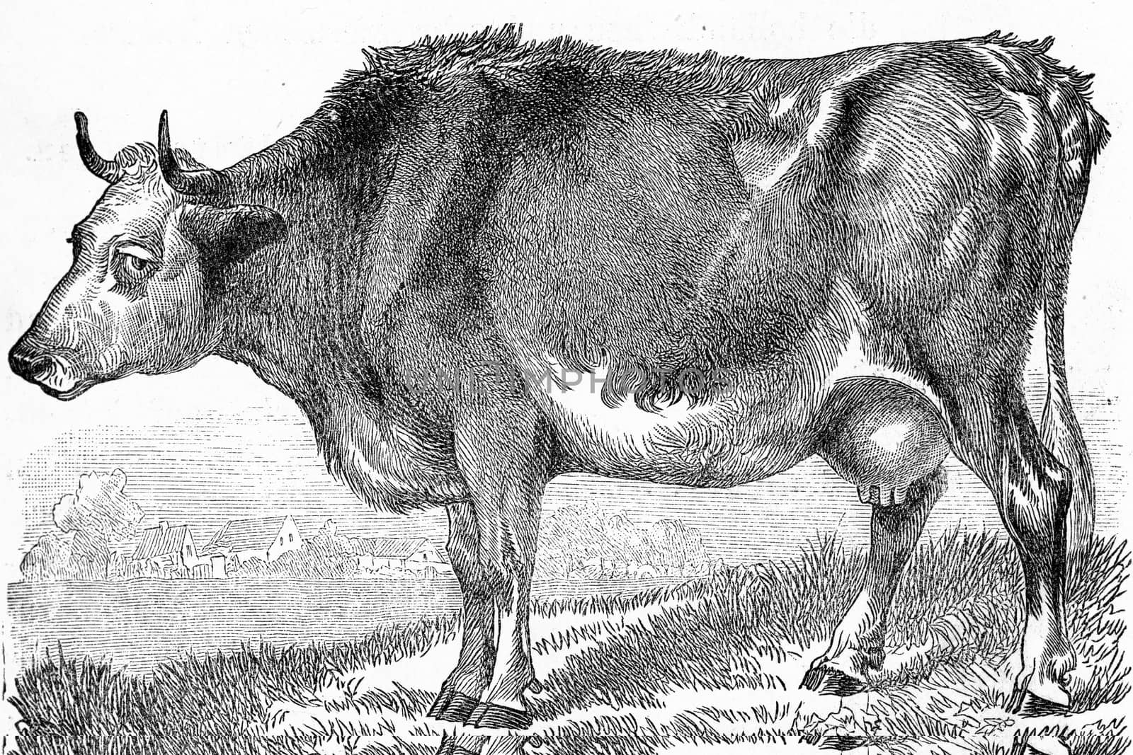 The cow, Bos taurus, vintage engraving. by Morphart