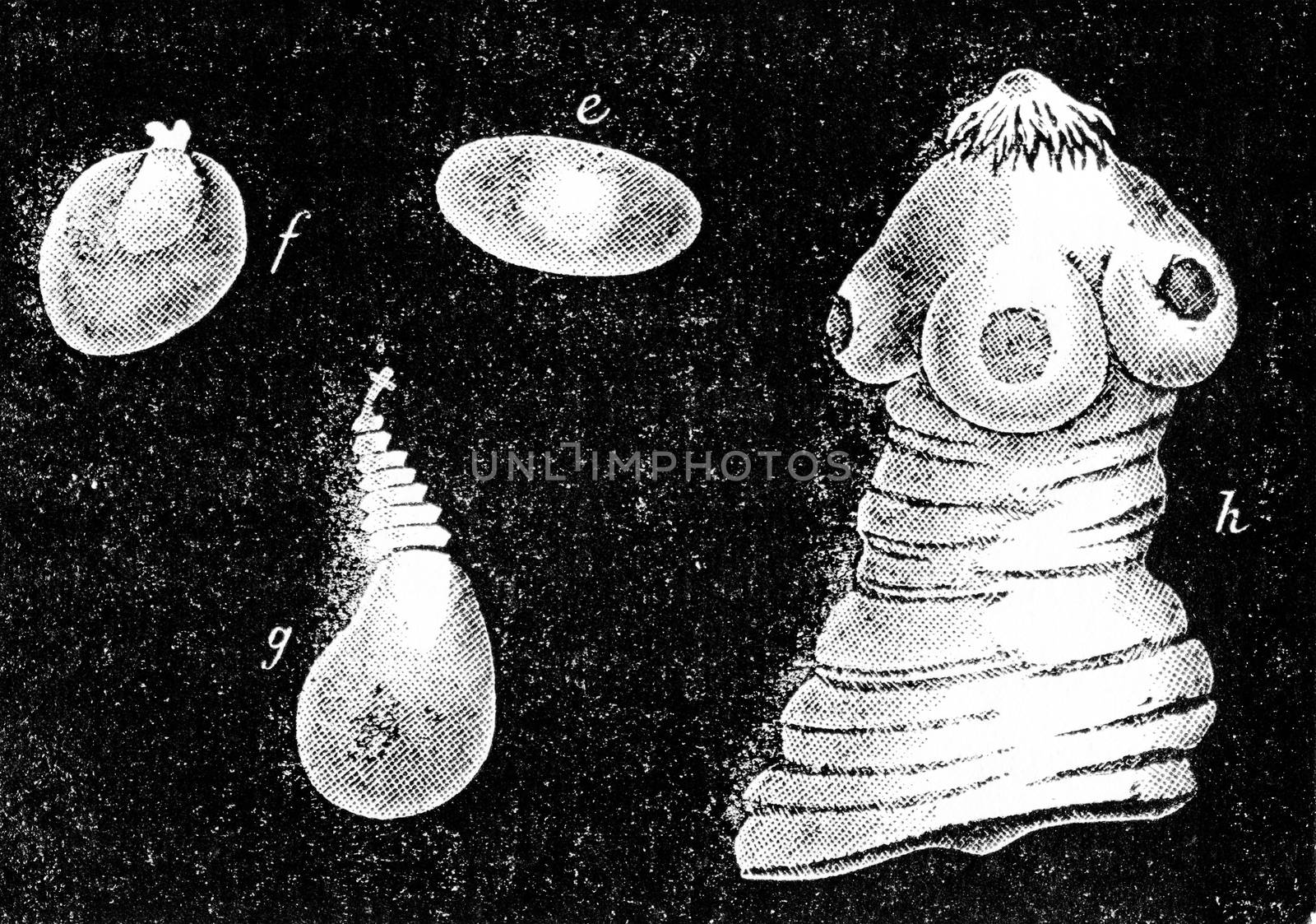 Cysticercosis, vintage engraved illustration. Natural History of Animals, 1880.
