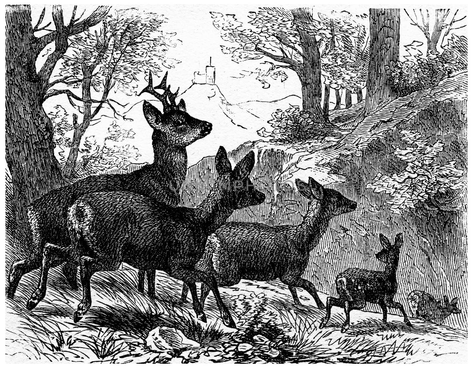 Deer, vintage engraving. by Morphart
