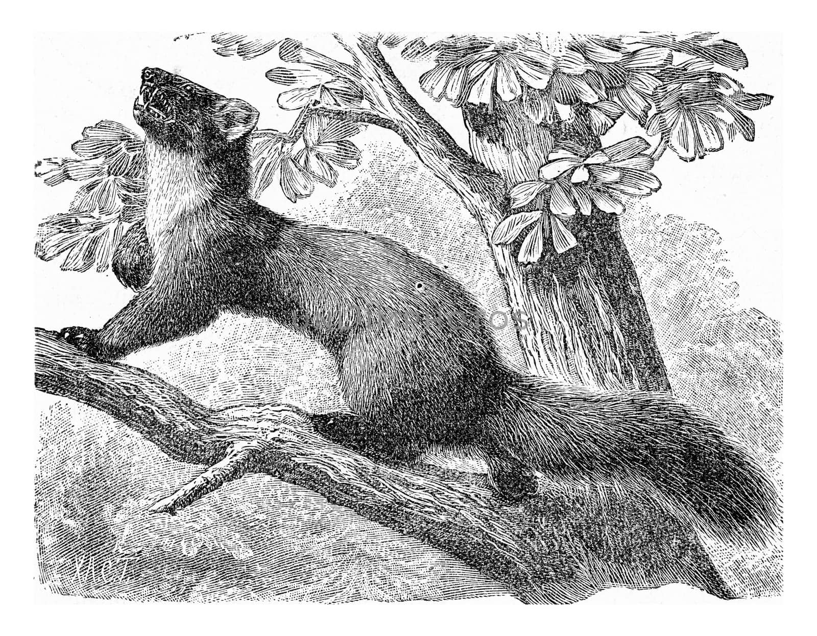 The pine marten, vintage engraved illustration. From Deutch Vogel Teaching in Zoology.
