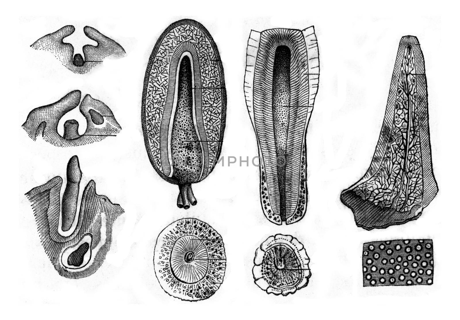 Development and structure of teeth, vintage engraved illustration. Zoology Elements from Paul Gervais.
