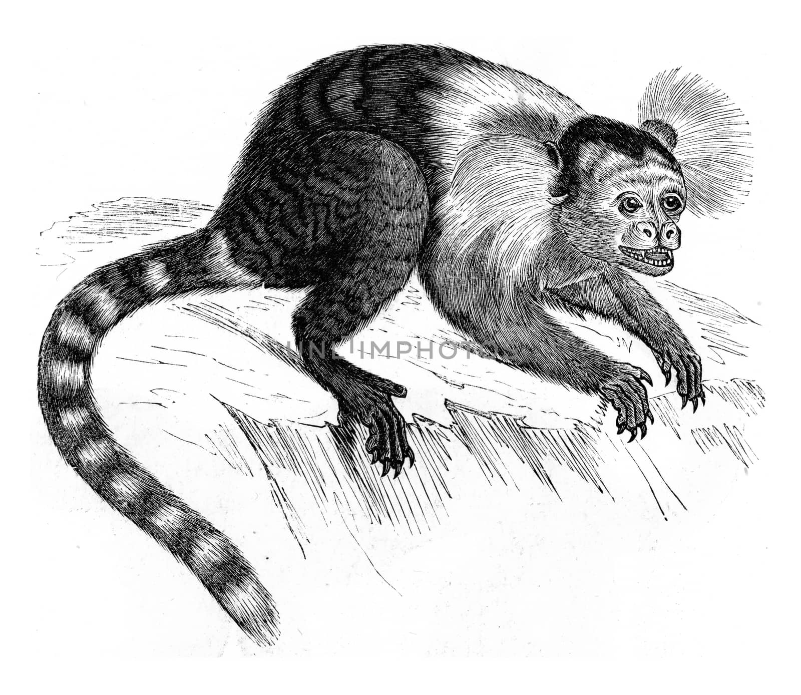 Marmoset, vintage engraved illustration. Zoology Elements from Paul Gervais
