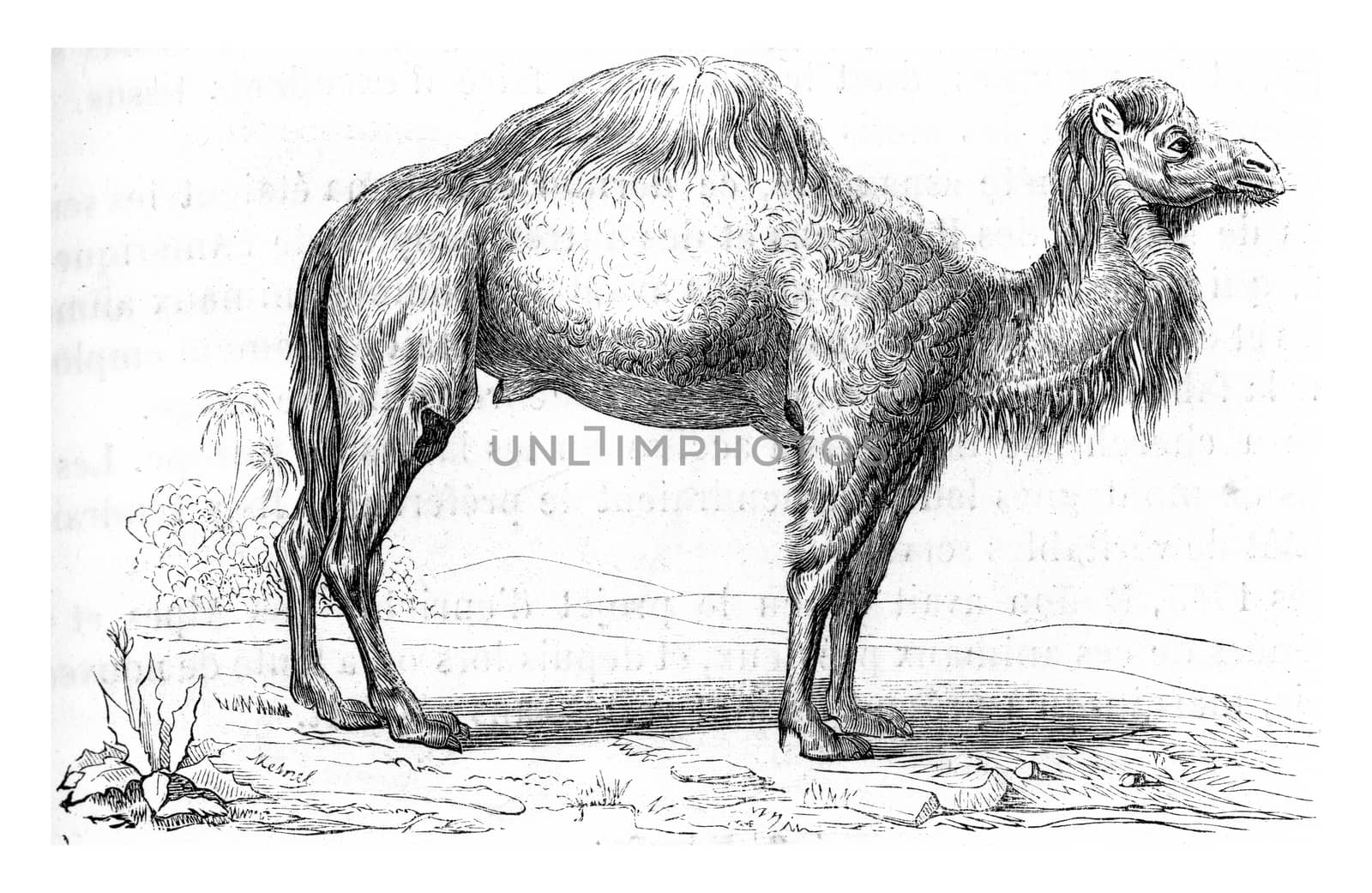 Dromedary, vintage engraved illustration. From Zoology Elements from Paul Gervais.
