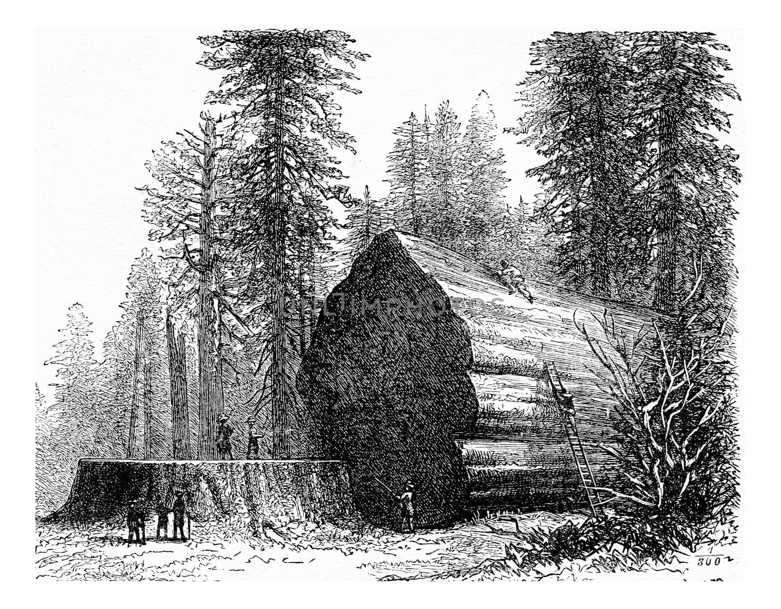 Redwood, vintage engraving. by Morphart