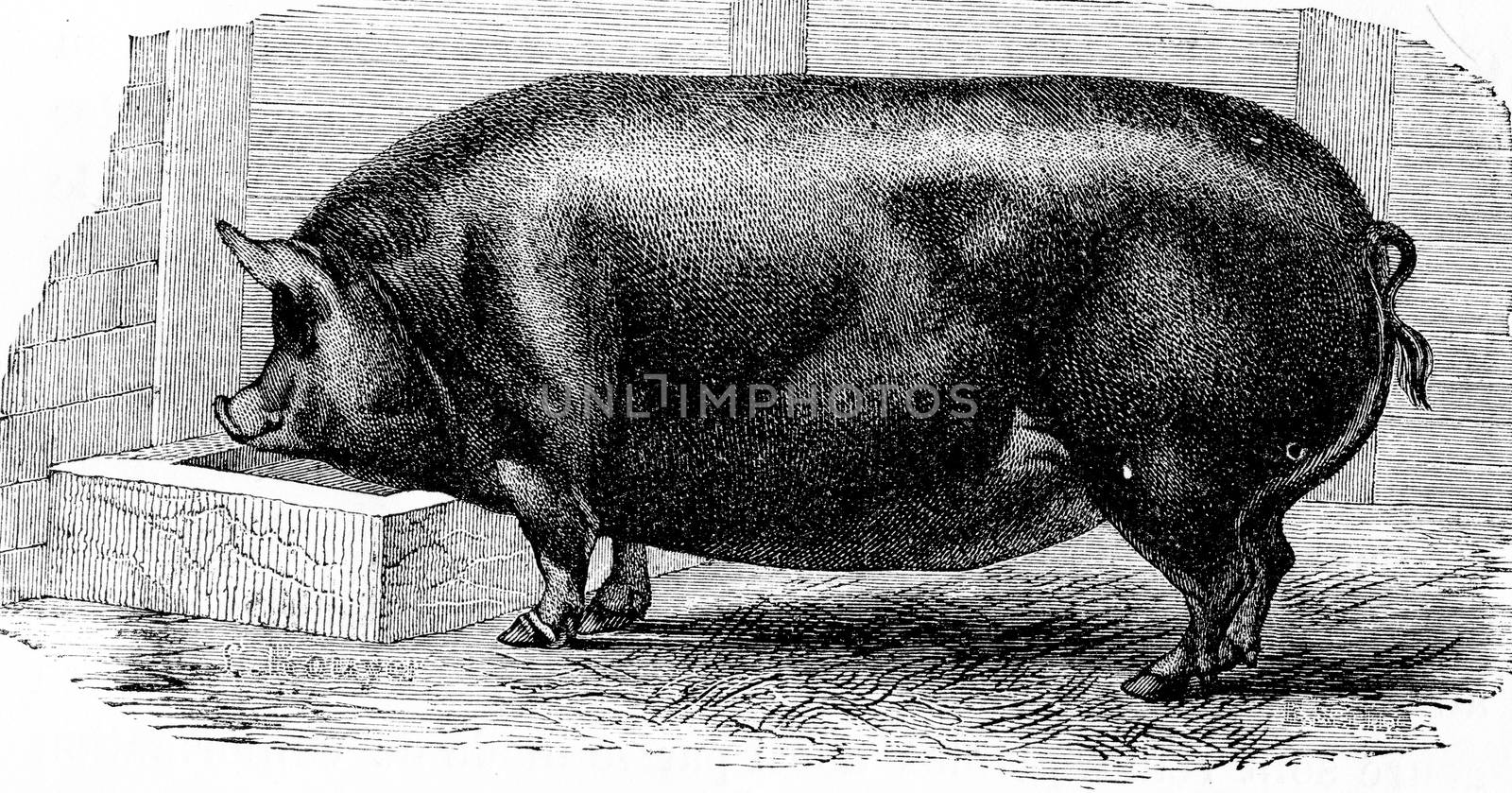 Pig, vintage engraving. by Morphart