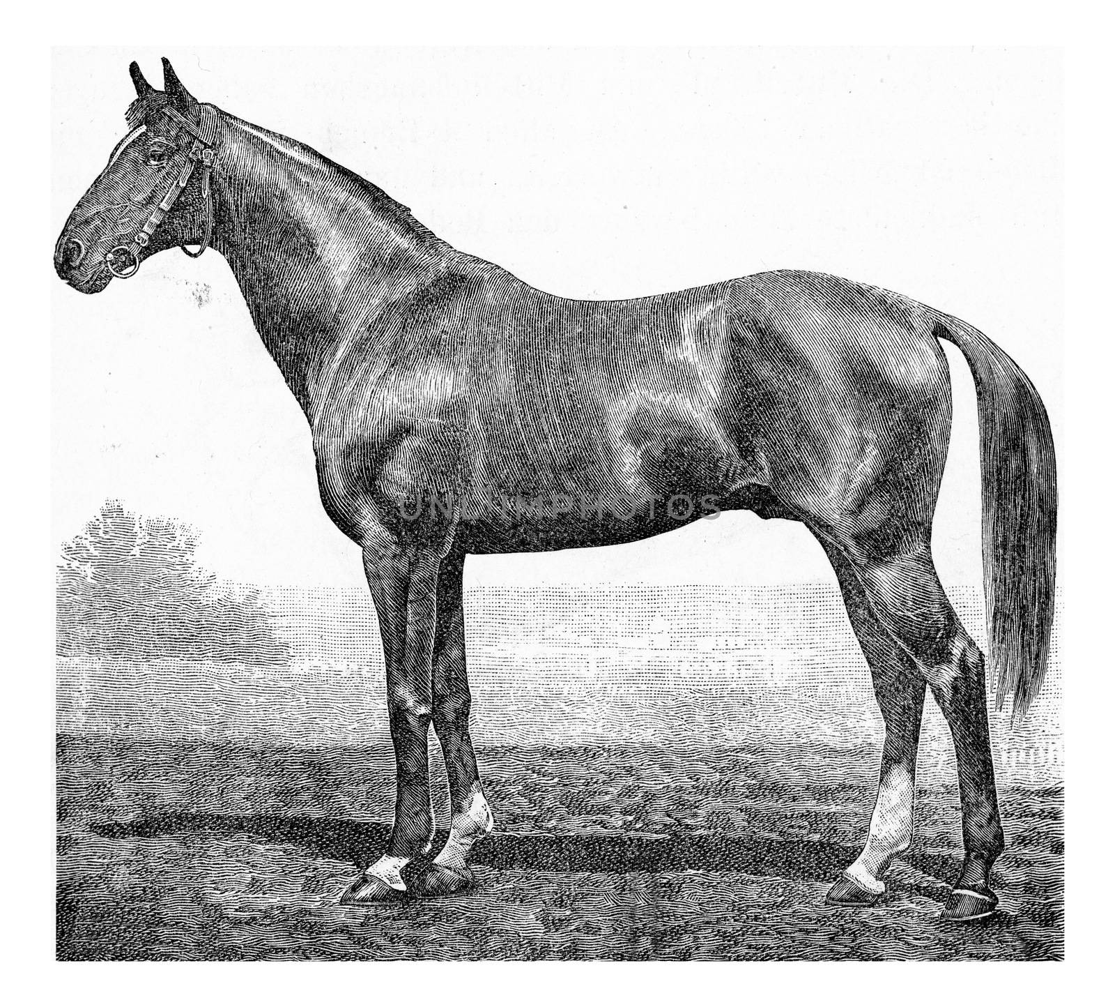 The horse Equus caballus, vintage engraved illustration. From Deutch Vogel Teaching in Zoology.

