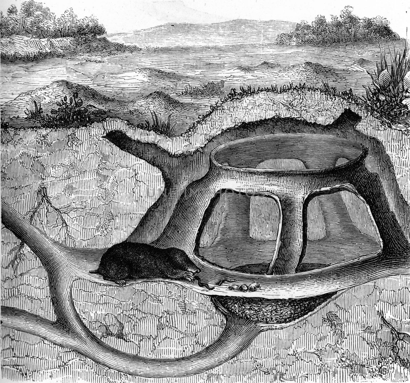 Galleries of the molehill, vintage engraved illustration. From Zoology Elements from Paul Gervais.
