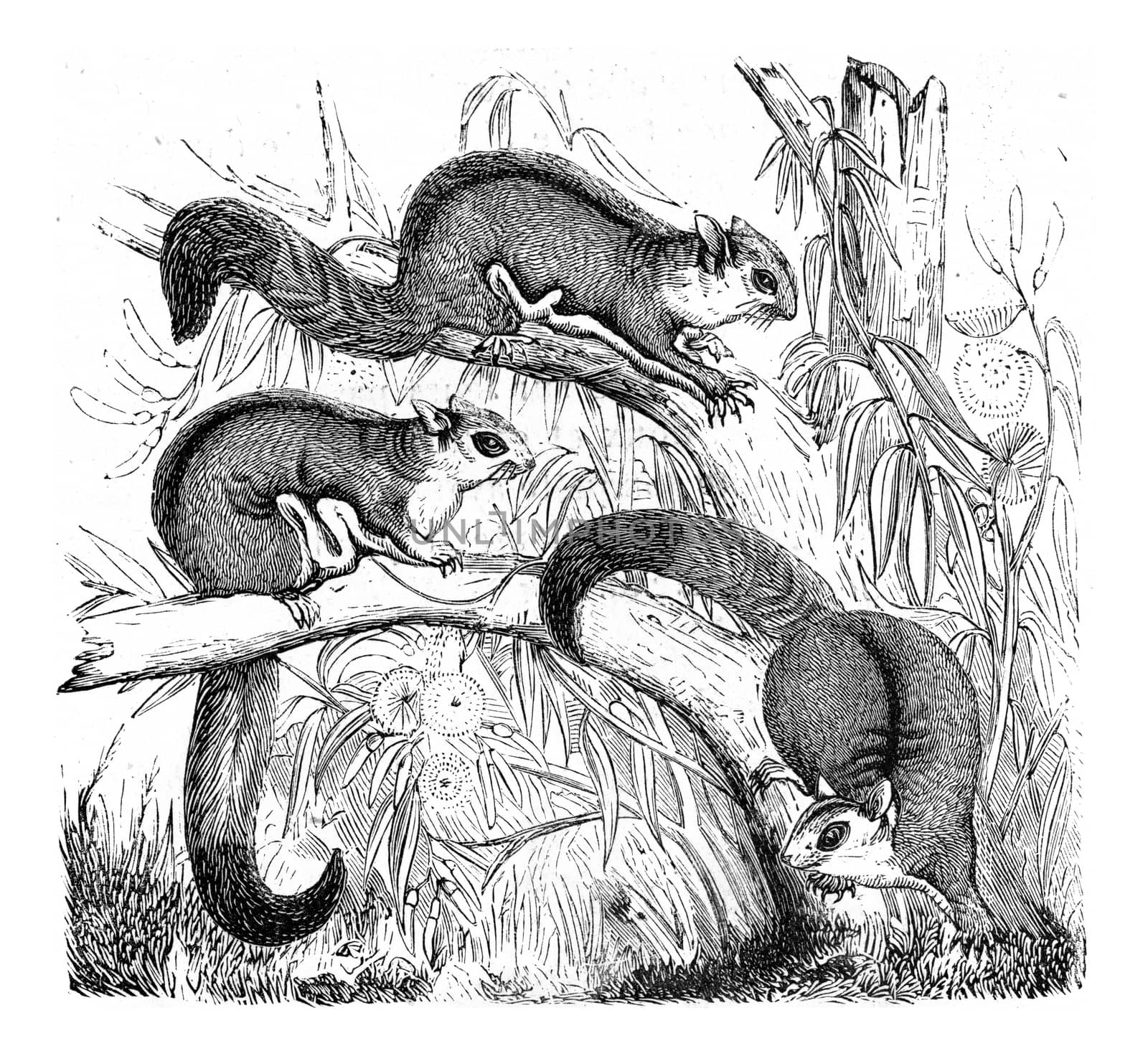 Petaurista, vintage engraved illustration. From Zoology Elements from Paul Gervais.
