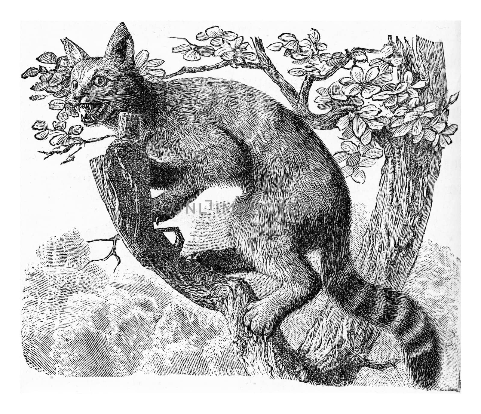 The wildcat, vintage engraved illustration. From Deutch Vogel Teaching in Zoology.

