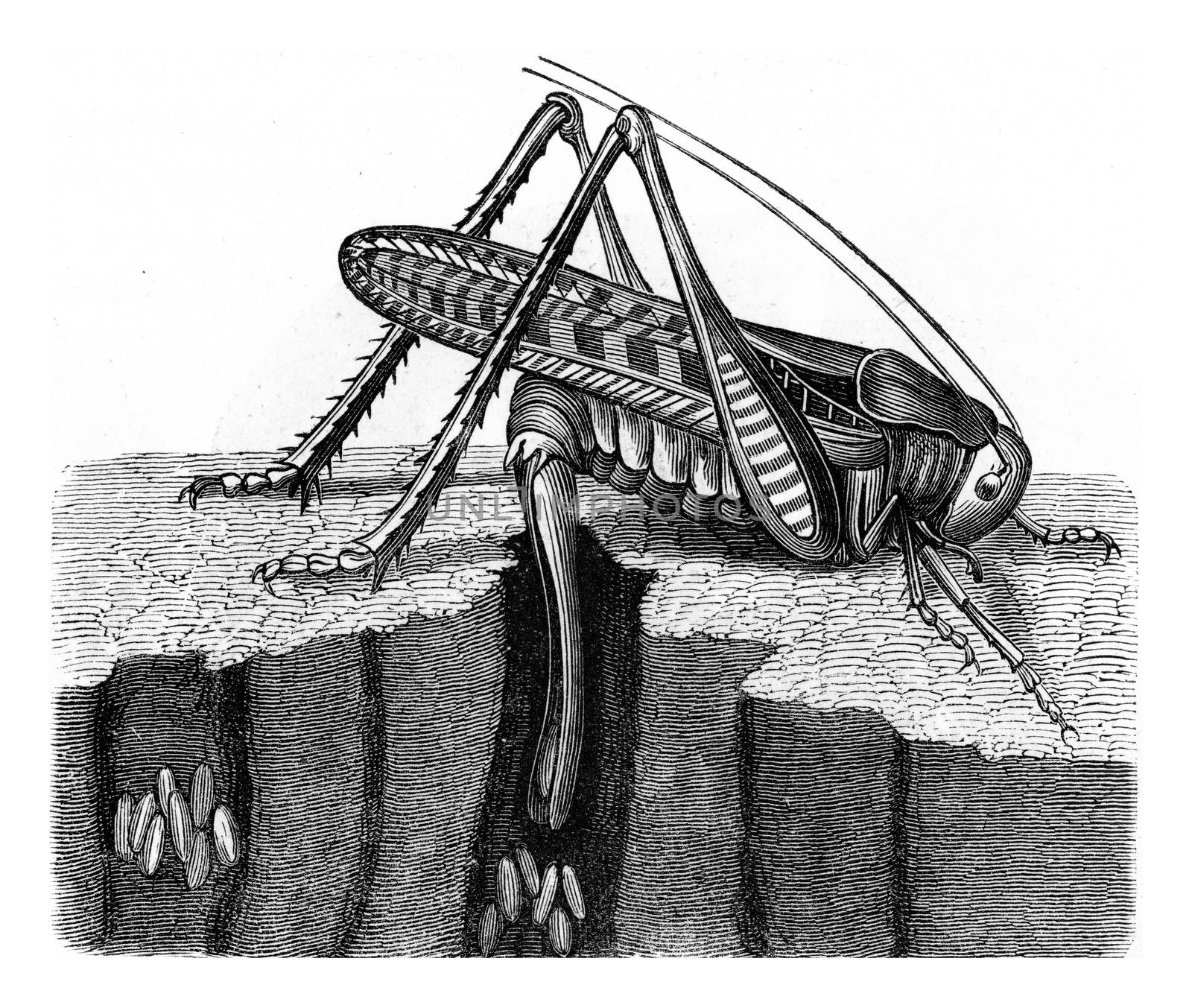 Grasshopper verrucivore, laying, vintage engraving. by Morphart