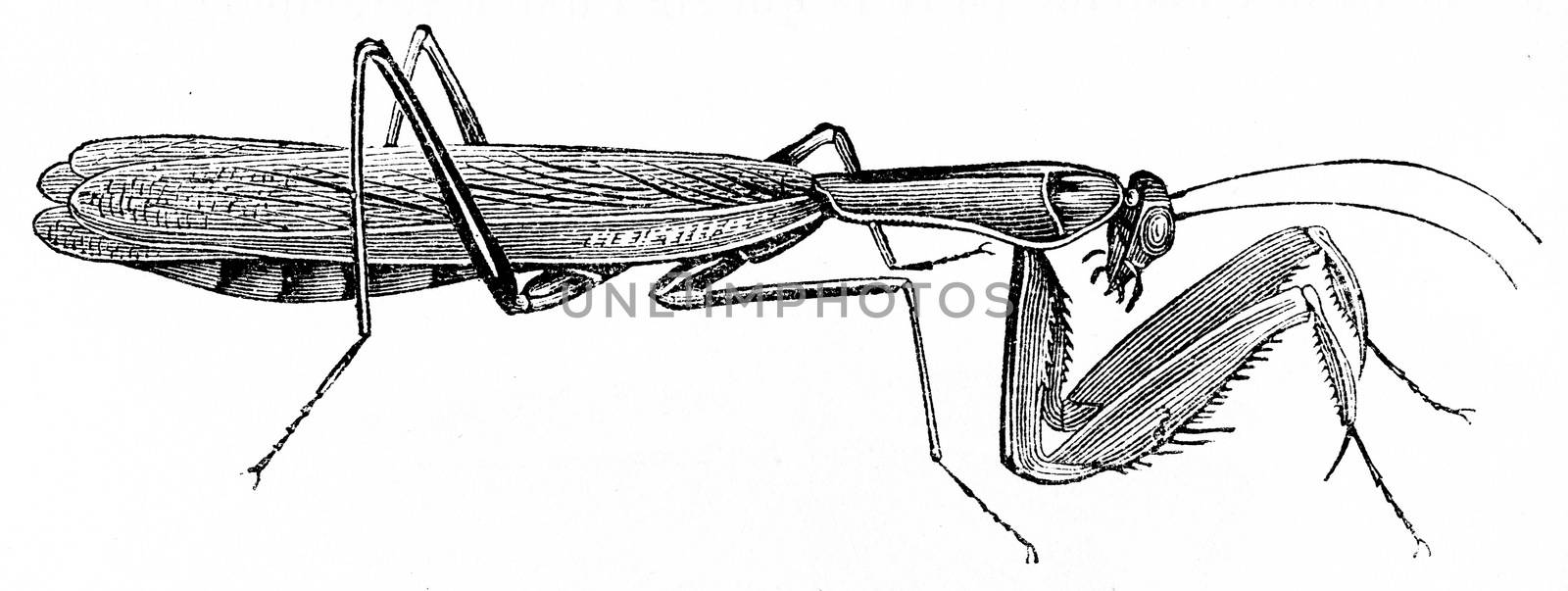 Praying mantis, vintage engraved illustration. Natural History of Animals, 1880.
