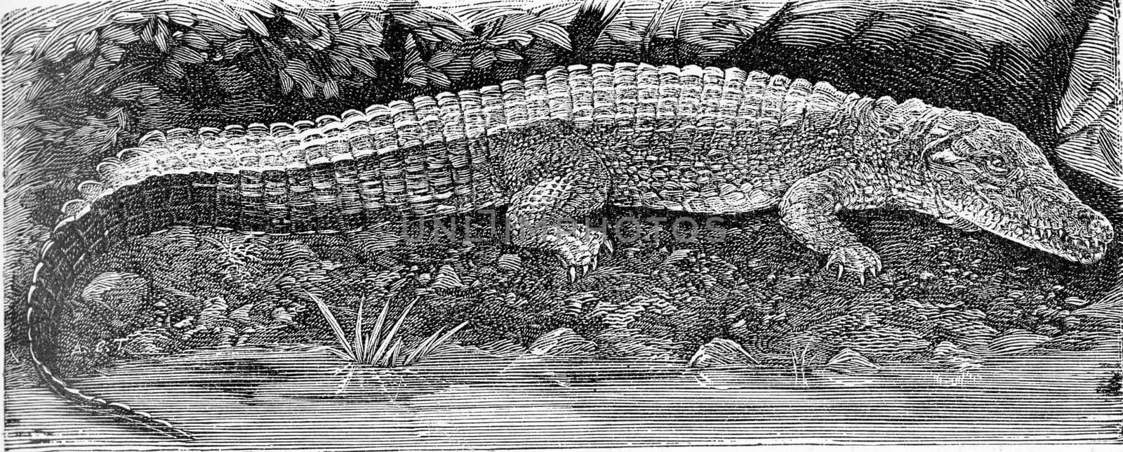 The Nile Crocodile, vintage engraved illustration. From Deutch Vogel Teaching in Zoology.
