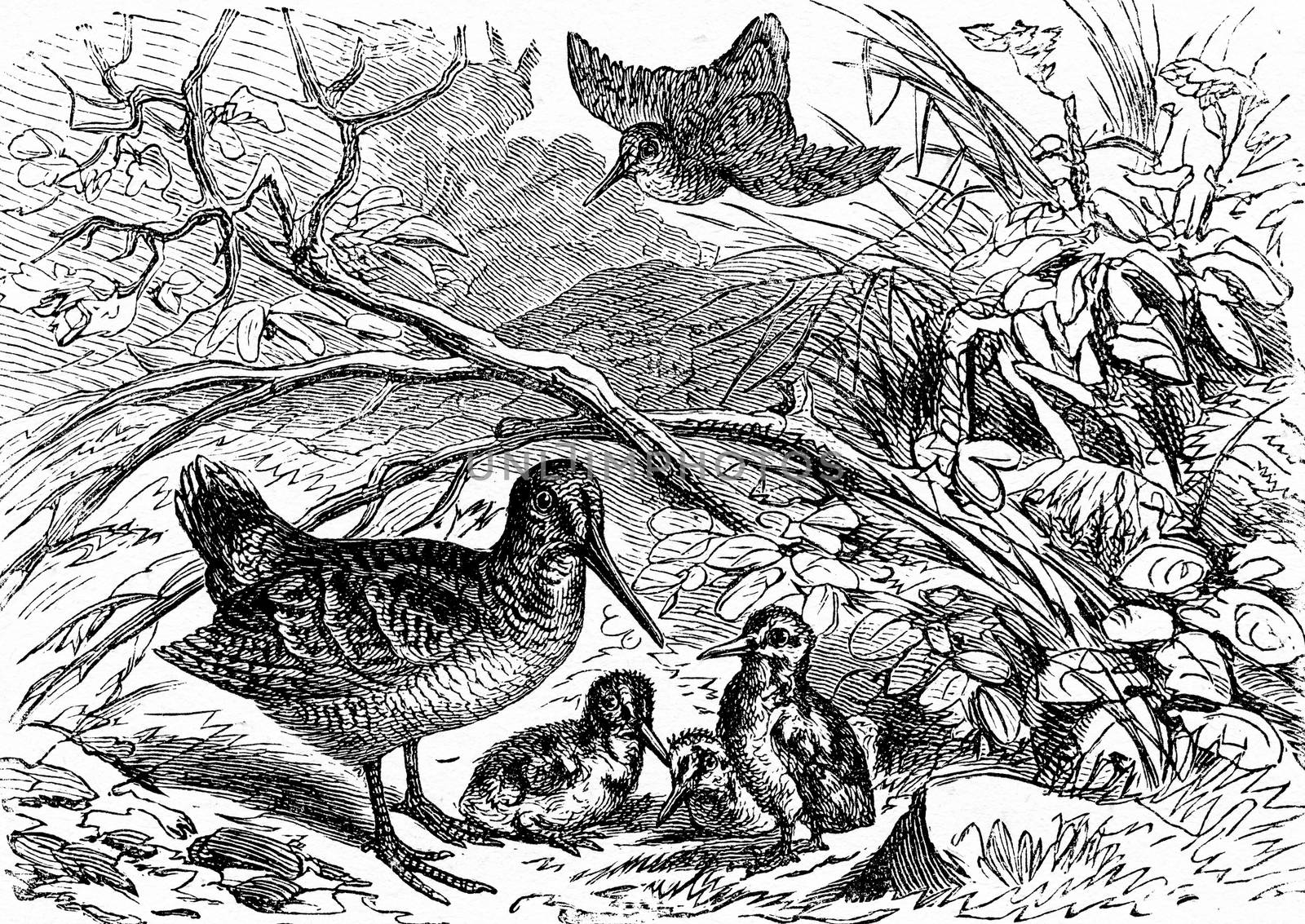 A family of woodcock, vintage engraved illustration. From La Vie dans la nature, 1890.
