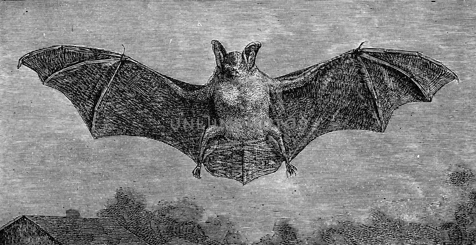 The bat, Vespertilio murinus, vintage engraved illustration. From Deutch Vogel Teaching in Zoology.
