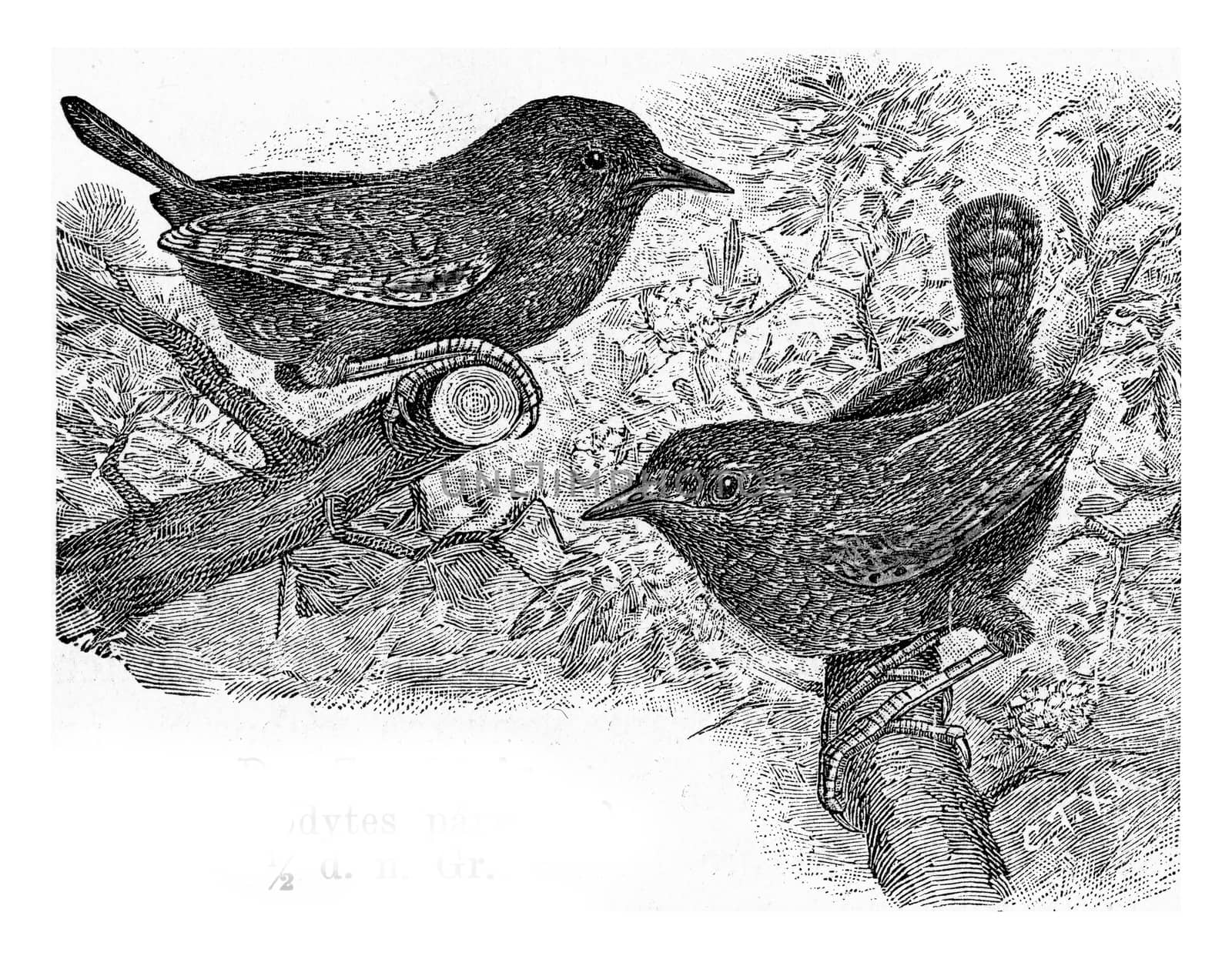 The wren, vintage engraved illustration. From Deutch Vogel Teaching in Zoology.
