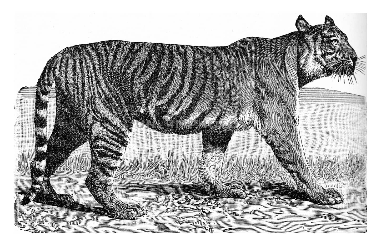 The Tiger, vintage engraved illustration. From Deutch Vogel Teaching in Zoology.
