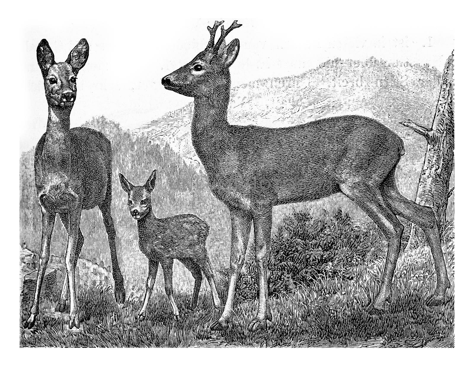 The deer, vintage engraved illustration. From Deutch Vogel Teaching in Zoology.
