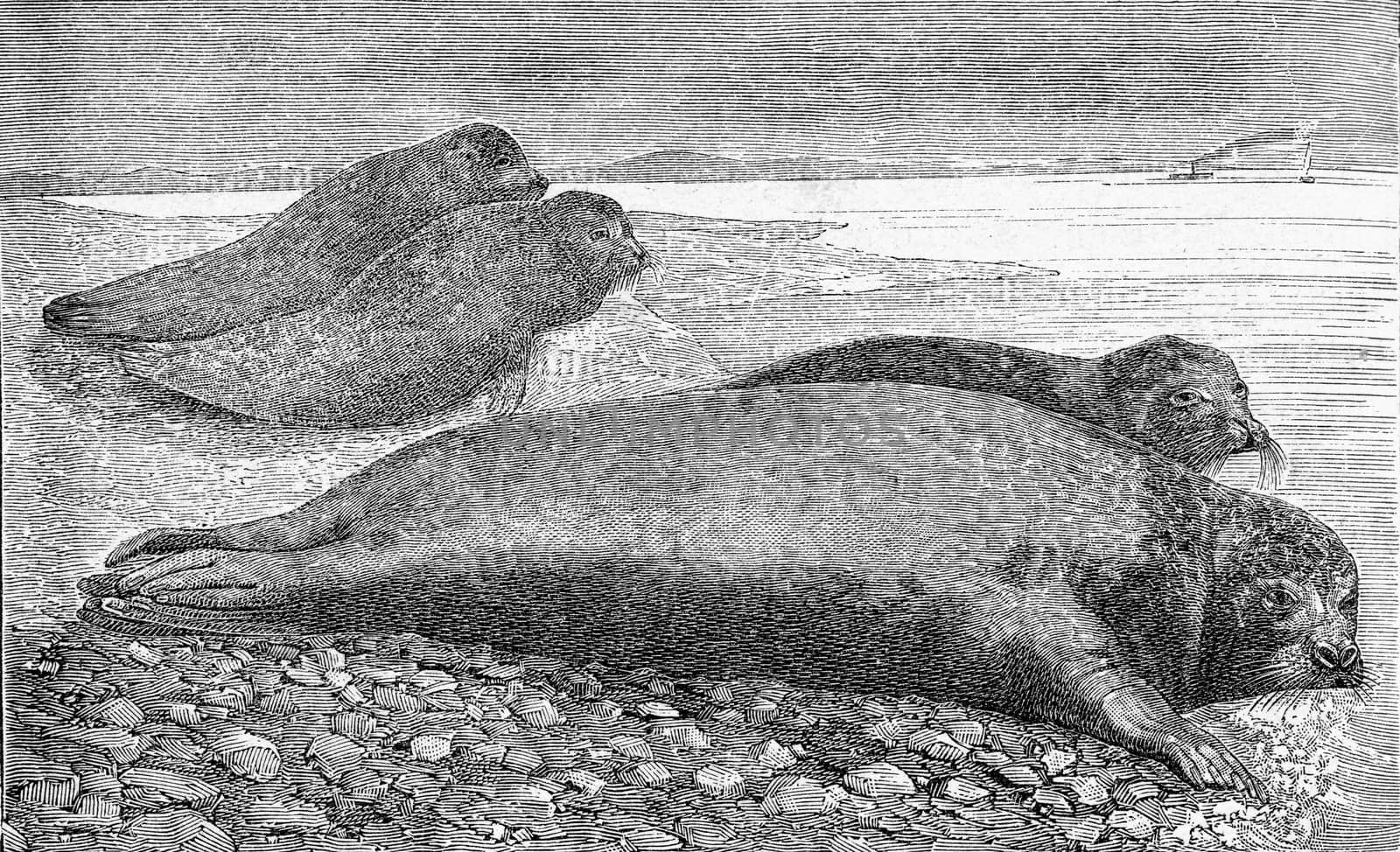The seal, vintage engraving. by Morphart